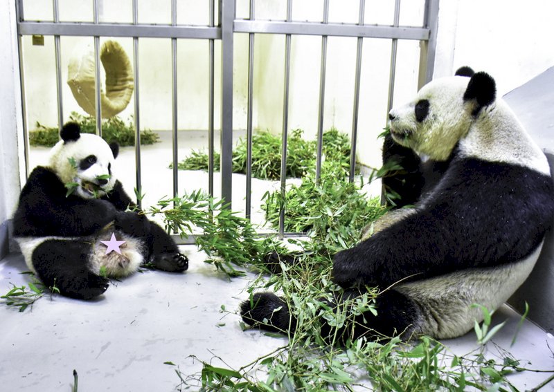 Panda “Yuan Bao” Sukses Beralih Makanan Menjadi Daun dan Pucuk Bambu