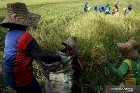 BPS RI: Upah harian buruh tani naik 0,11 persen pada September 2021