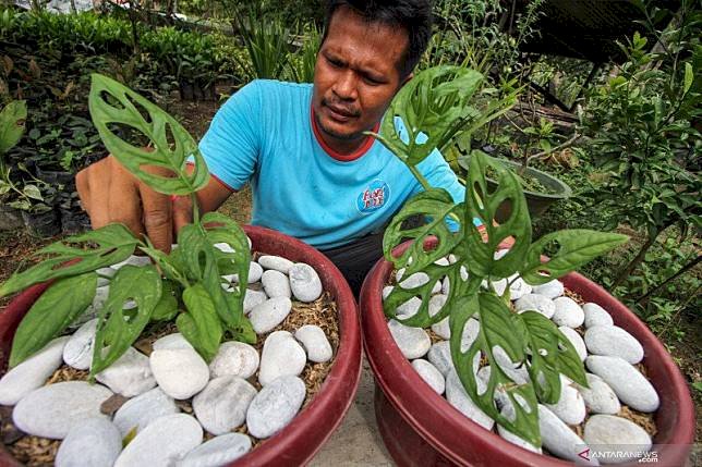 Menkop: Tanaman Hias Jadi Opsi Pemulihan Ekonomi