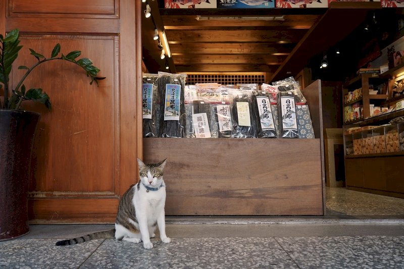Kafe Kucing: Siapa Sangka Dimulai di Taiwan?