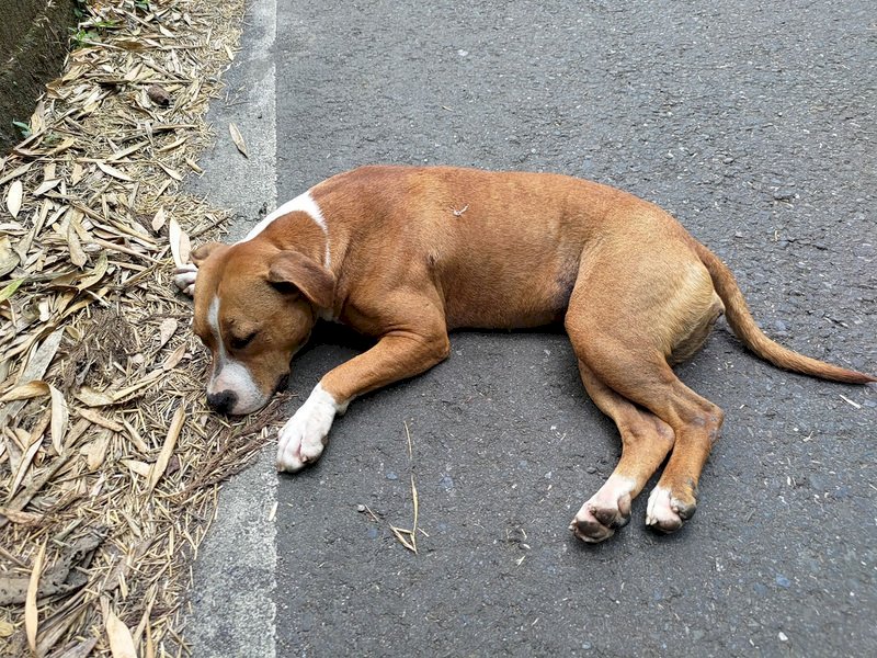 Pemkot Taipei: Piara Pit Bull Teregister Sebelum 28 Februari, Jika Tidak Akan Didenda