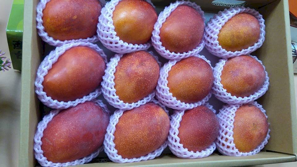 Mangga Taiwan di Makau “Terdiagnosis Positif”, 100 kg Buah Dimusnahkan dan Dilarang Impor