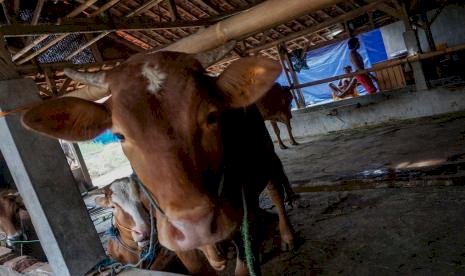 Pelaku Usaha Harap Ada Alternatif Sapi Bakalan Selain Australia