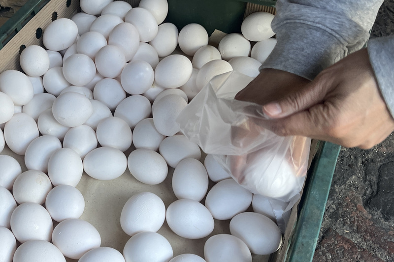 Thailand Berencana Mengirimkan 5 Juta Butir Telur Ayam ke Taiwan