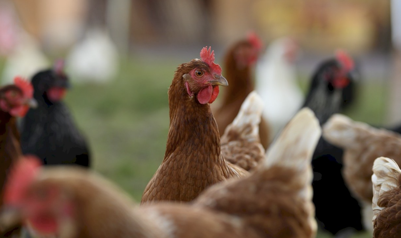 Wabah H3N8 di Guangdong, Pakar: Flu Burung Bisa Memunculkan Wabah Lain