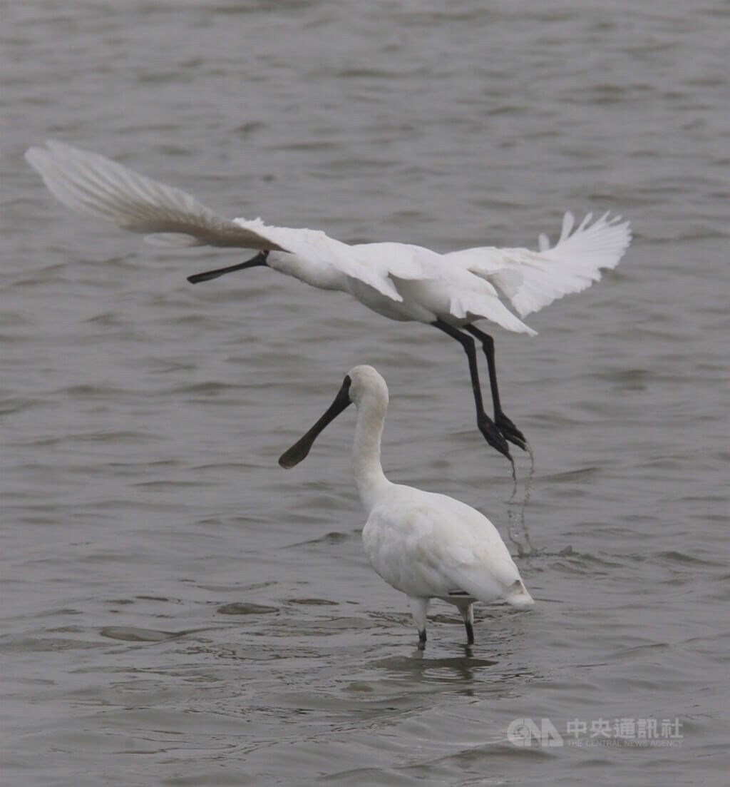 Jumlah Ibis Sendok Berwajah Hitam di Taiwan Catat Rekor Tertinggi