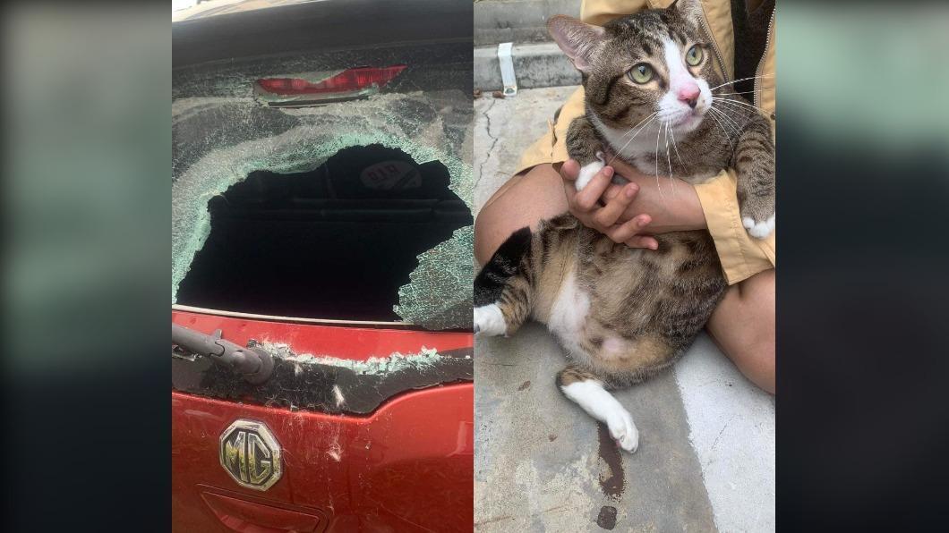 Bukti Kucing Punya 9 Nyawa! Selamat Usai Terjun dari Lantai 6 dan Hancurkan Mobil