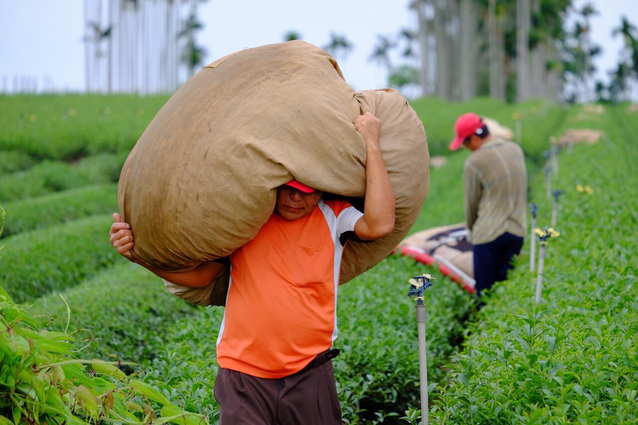Taiwan dan Indonesia Capai Kesepakatan , Pekerja Pertanian Bisa Masuk Paling Cepat September