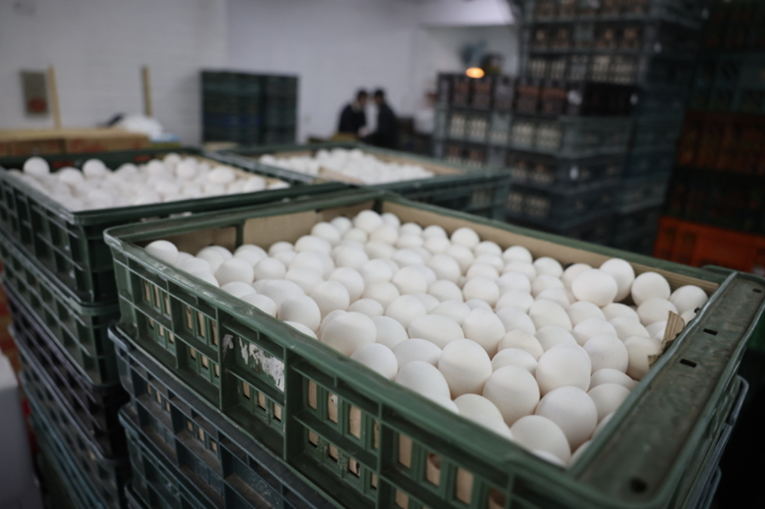 Pasokan Telur Lokal Capai 118.000 Kardus,Target Produksi Harian 120.000 Kardus