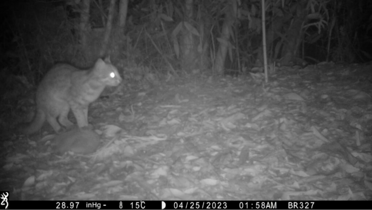 Selang Lebih dari 30 Tahun, Binatang Langka Kucing Kuwuk Ditemukan di Yunlin