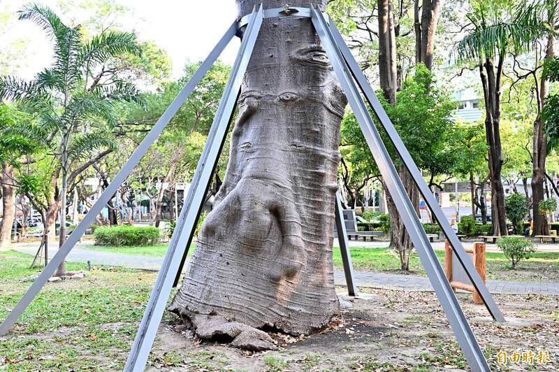 Pohon Besar dan Unik di Kaohsiung Ini Menjadi Viral Karena Bentuknya yang Terlihat Seolah-olah Bisa Makan Manusia
