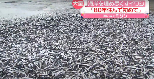 Puluhan Ribu Ikan Sarden dan Makarel Terdampar di Pesisir Hokkaido, Warga: Belum Pernah Lihat Sebelumnya