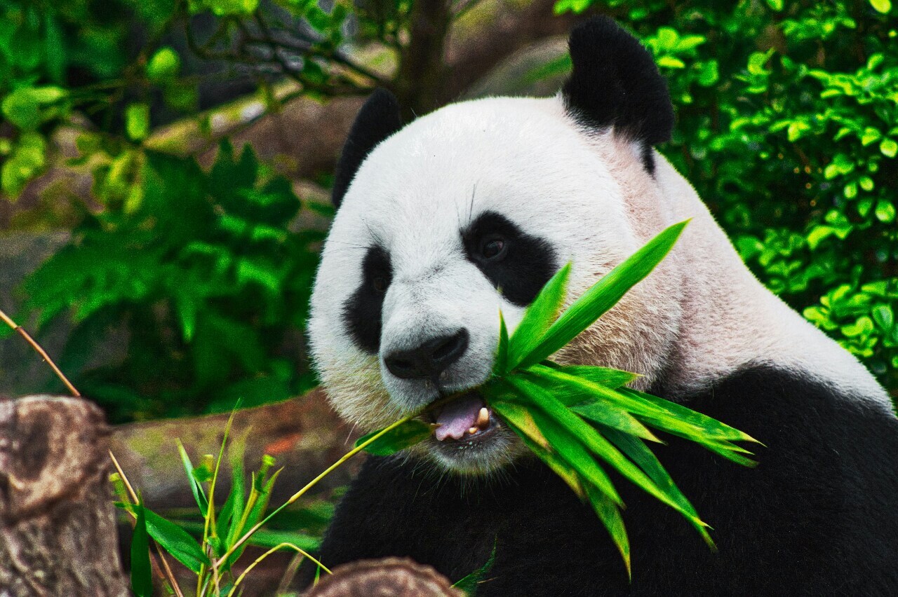 Pertemuan Biden-Xi, Hubungan AS-Tiongkok Stabil, Diplomasi Panda Menjadi Indikator Pengamatan