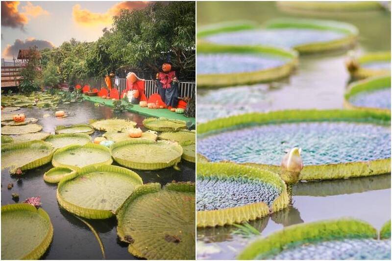 Ternyata Bukan Qingjing Farm! Taman Lotus di Guanyin Mencatat Jumlah Pengunjung Terbanyak Tahun Ini