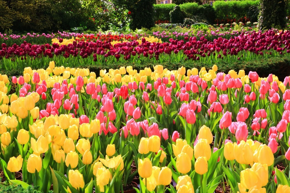 Hamparan Bunga Tulip yang Menawan Mekar! Nikmati juga Bunga Berwarna Ungu dan Tur Panduan Melihat Bintang