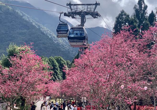 Musim Dingin yang Hangat, CWA: Periode Mekar Bunga Sakura Tahun Ini akan Lebih Awal 17 Hari Hingga 19 Hari