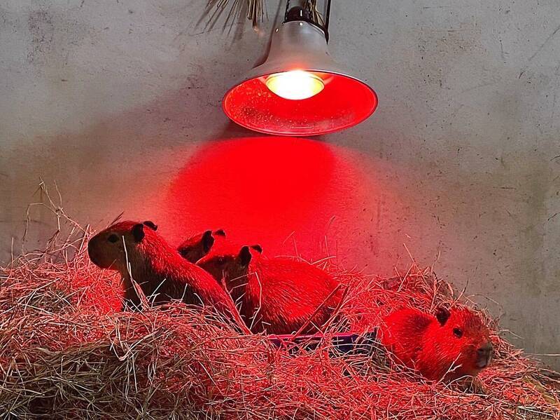 Semakin Malam akan Semakin Dingin, Leofoo Theme Park Siapkan “Selimut Jerami” Tebal & Lampu Pemanas