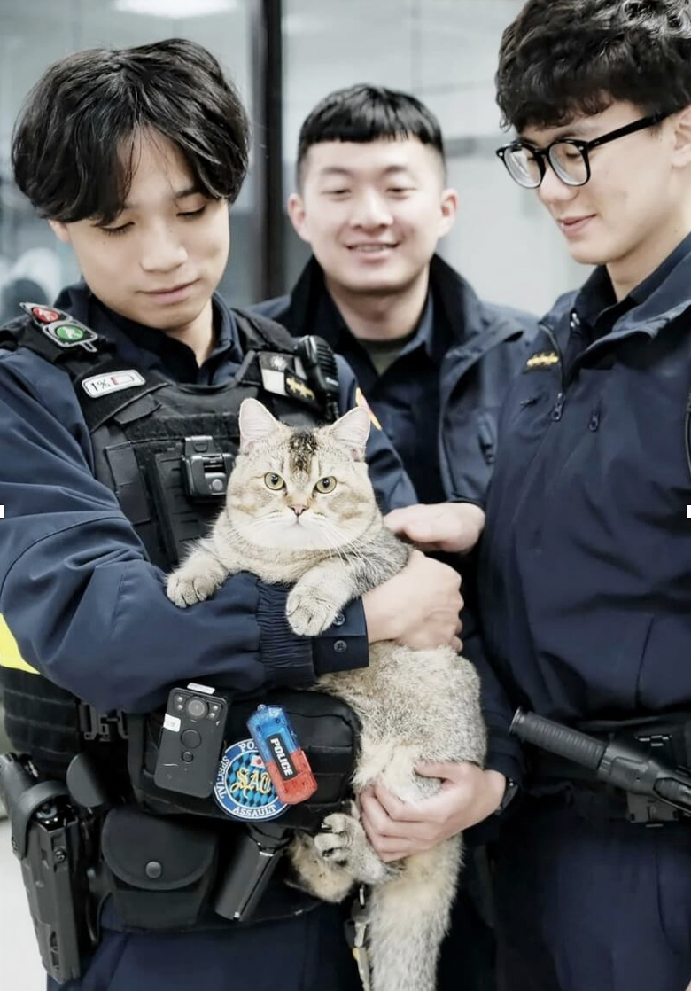 Mencari Pemilik Kucing Lucu, Lebih Dari 20 Orang Ingin Mengadopsinya