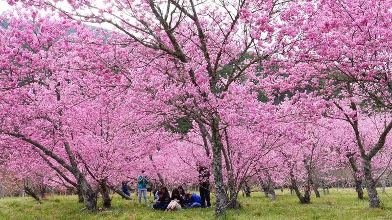 Liat Bunga Sakura, Jangan Berlebihan! Aksi Pengunjung Ini Dikecam Oleh Wuling Farm: Meniru Aksi Monyet Tidak Menjadikan Seseorang Lebih Mengagumkan.