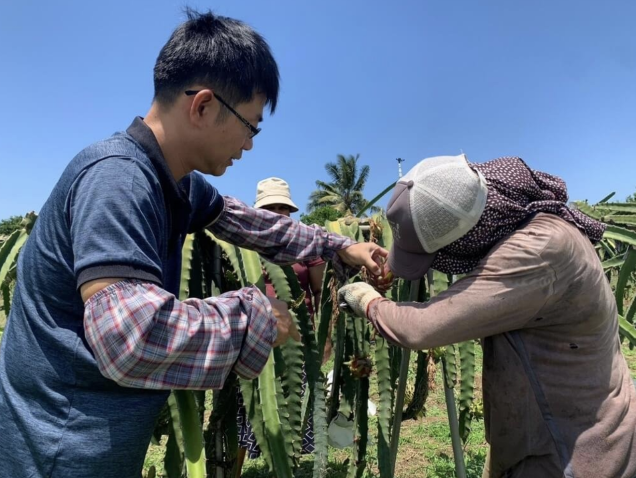Taiwan Promosi “Diplomasi Buah” Mendukung Industri Pertanian Fiji