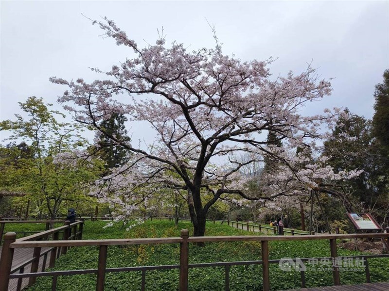 Musim Bunga Sakura Gunung Alishan Dimulai, Jumlah Pengunjung Dua Kali Lipat Lebih Banyak Dari Biasa