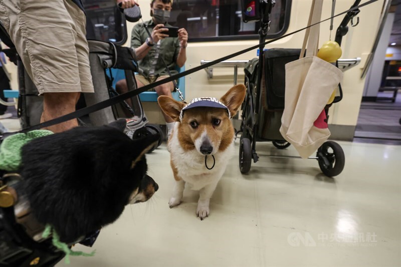 Anjing dan Kucing Menumpangi MRT Taipei Selama Acara Khusus untuk Hewan Peliharaan