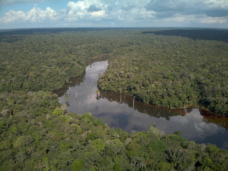 Studi: Meskipun ada Kemajuan dalam Perlindungan Amazon, Kehilangan Hutan Hujan pada Tahun 2023 Tetap Berlanjut