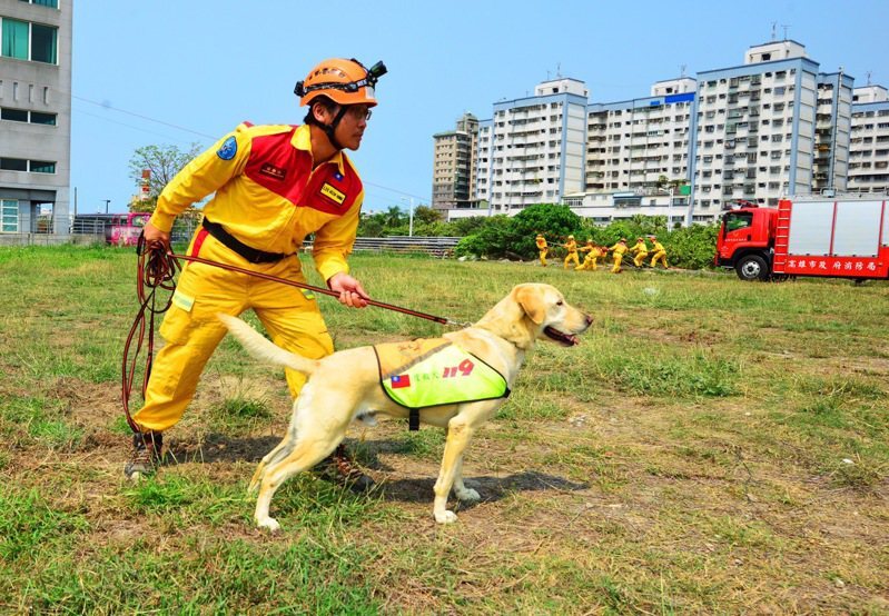 Anjing Penyelamat Berjasa Besar Dalam Pencarian Jasad Korban Tertimbun Reruntuhan! Roger, Si Anjing Penyelamat Super Lucu, Muncul di Halaman Utama CNN