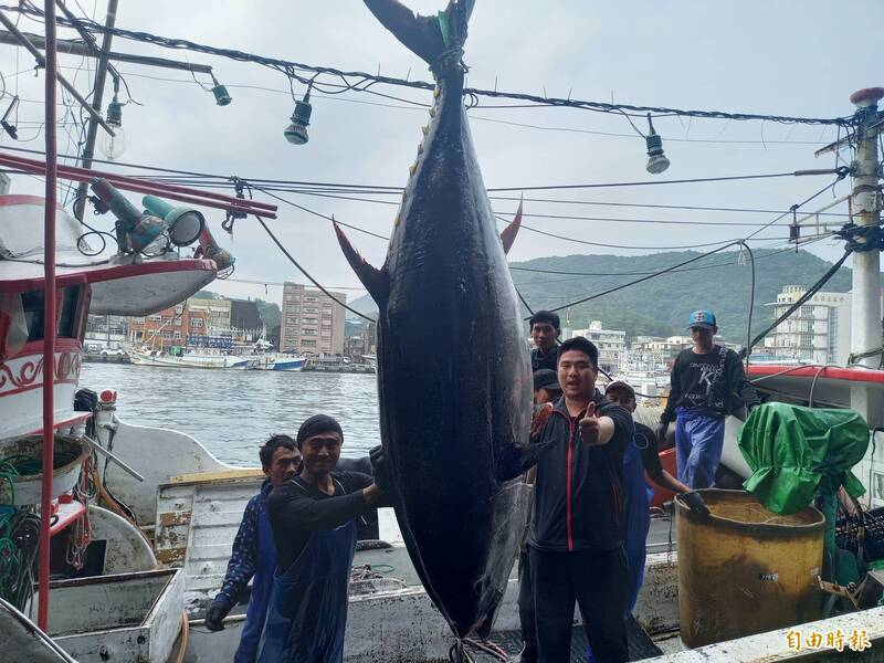 Tuna Pertama Taiwan untuk 2024, Kapal Ikan Nanfangao Berhasil Menangkap Ikan Tuna Hitam dengan Berat 269 KG