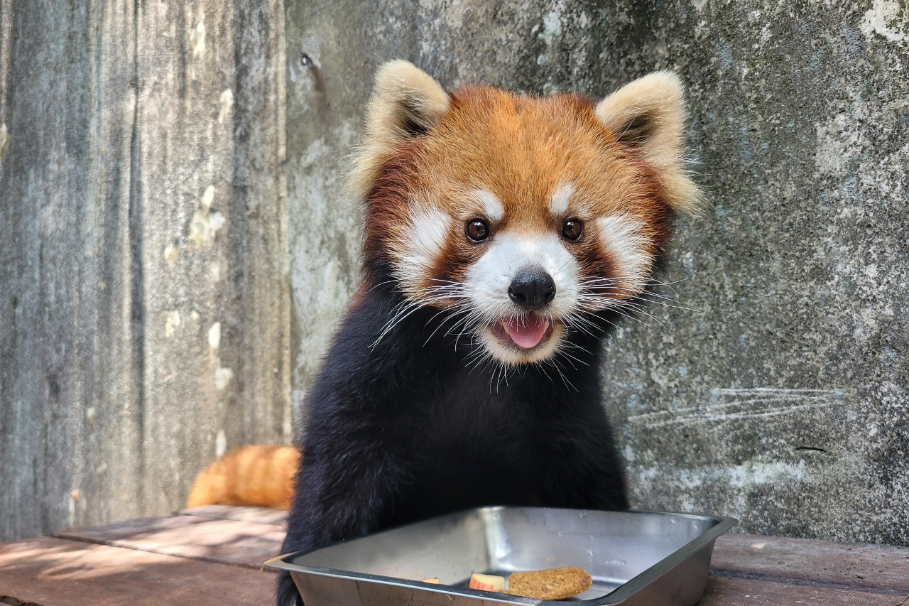 Taiwan dan Jepang Bekerja Sama dalam Konservasi Panda Merah