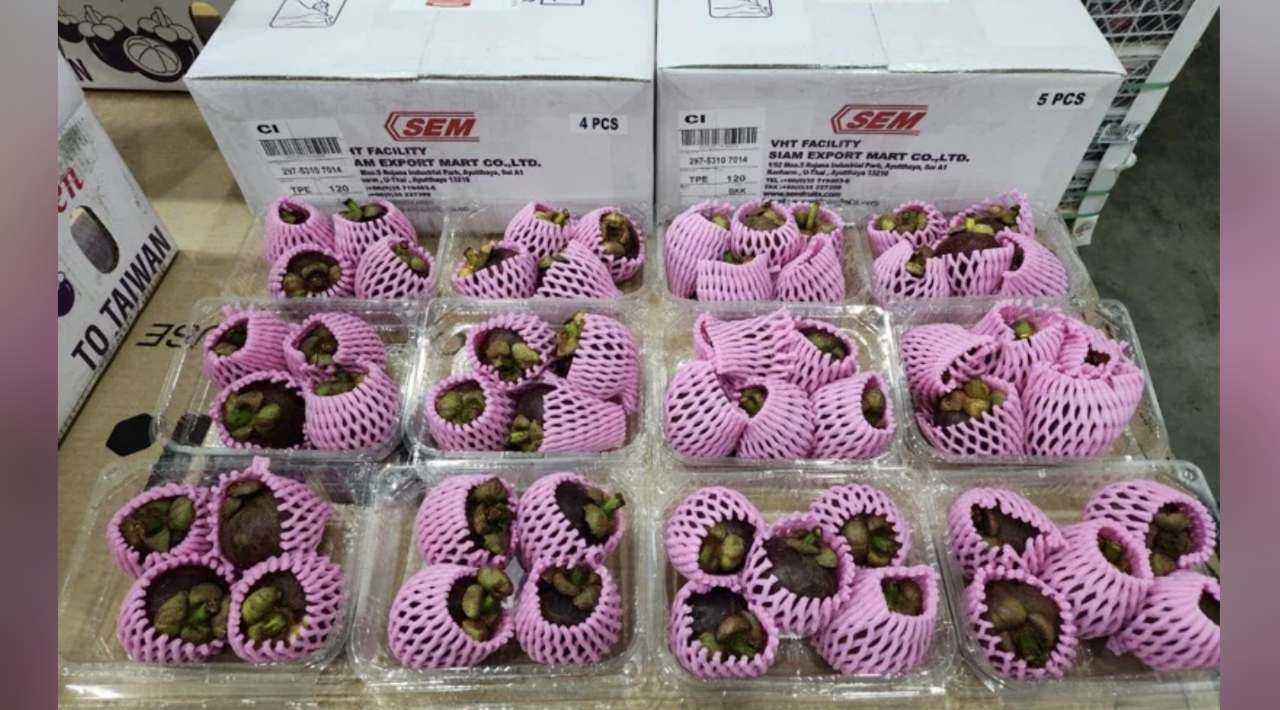 Buah Manggis Impor dari Thailand Berkualitas A Mulai Dipasarkan di Taiwan