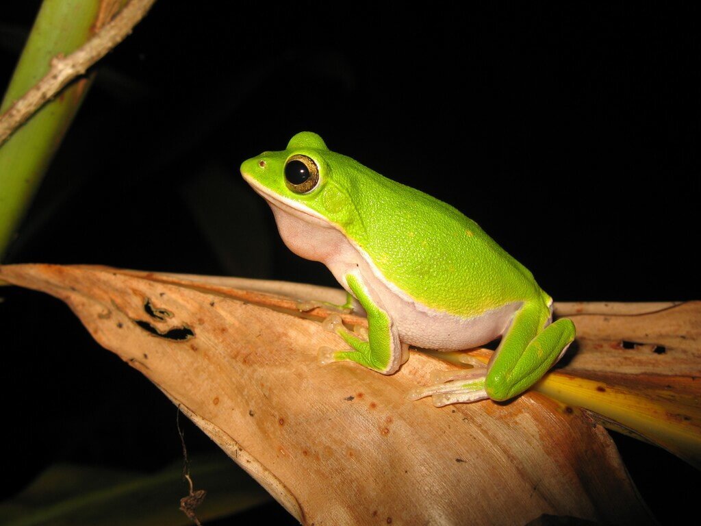 Katak Pohon Zhuluo Kini Terancam, TBRI: Perkuat Perlindungan Habitatnya