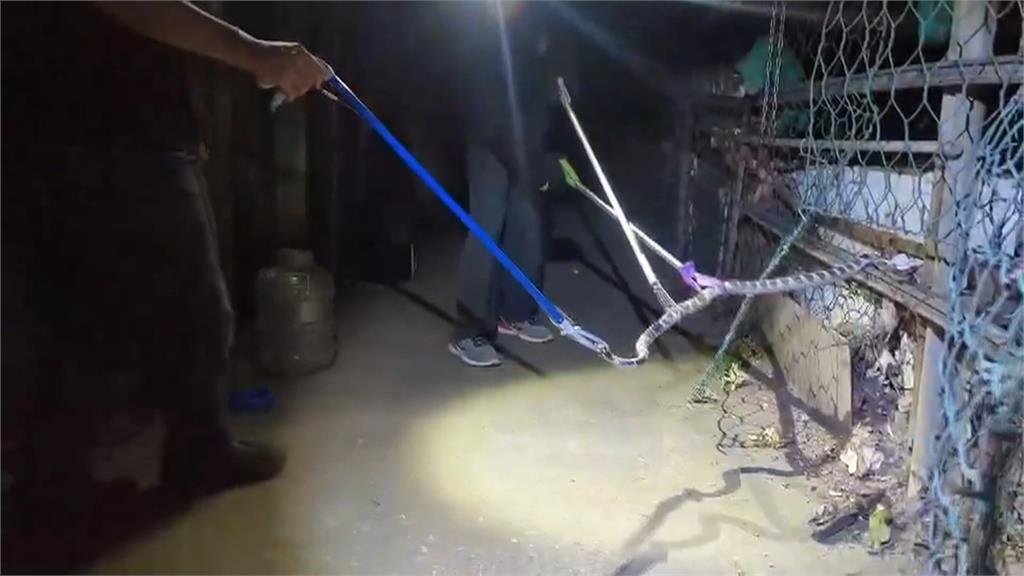 Ular Kobra Masuk Diberitakan Masuk ke Rumah Penduduk! Salah Satu Kawasan di Kota Taipei Ini Dihebohkan Dengan Kemunculan Ular Dalam Jumlah Tidak Sedikit, Otoritas Perlindungan Hewan Jelaskan 