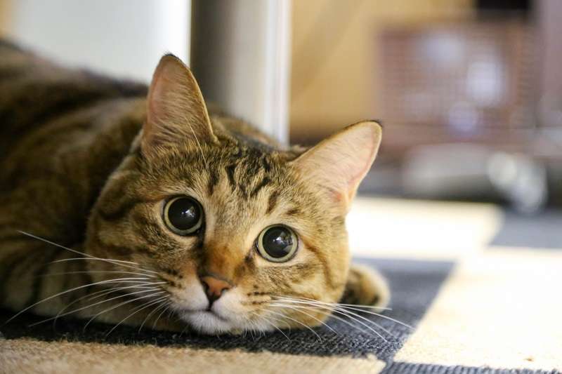 Pecinta Kucing di Taiwan Melonjak 50% dalam 2 Tahun! Pakar Taiwan Ungkap 3 Keunggulan Kucing Dibanding Anjing