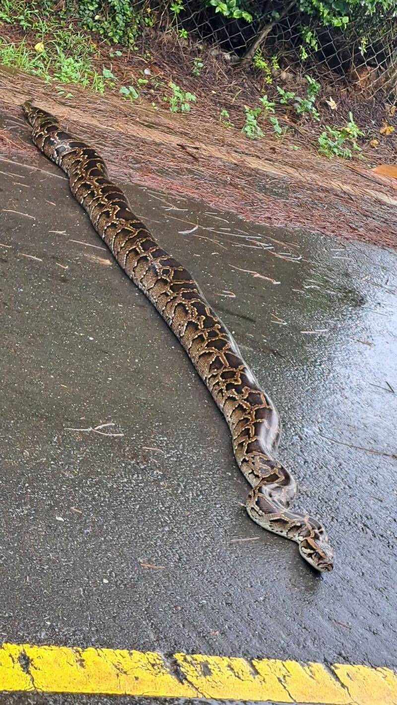 Ular Piton Sepanjang 3 Meter Muncul di Tengah Jalan, Ahli Konservasi Hewan Taiwan: Tidak akan Menyerang Jika Tidak Diganggu
