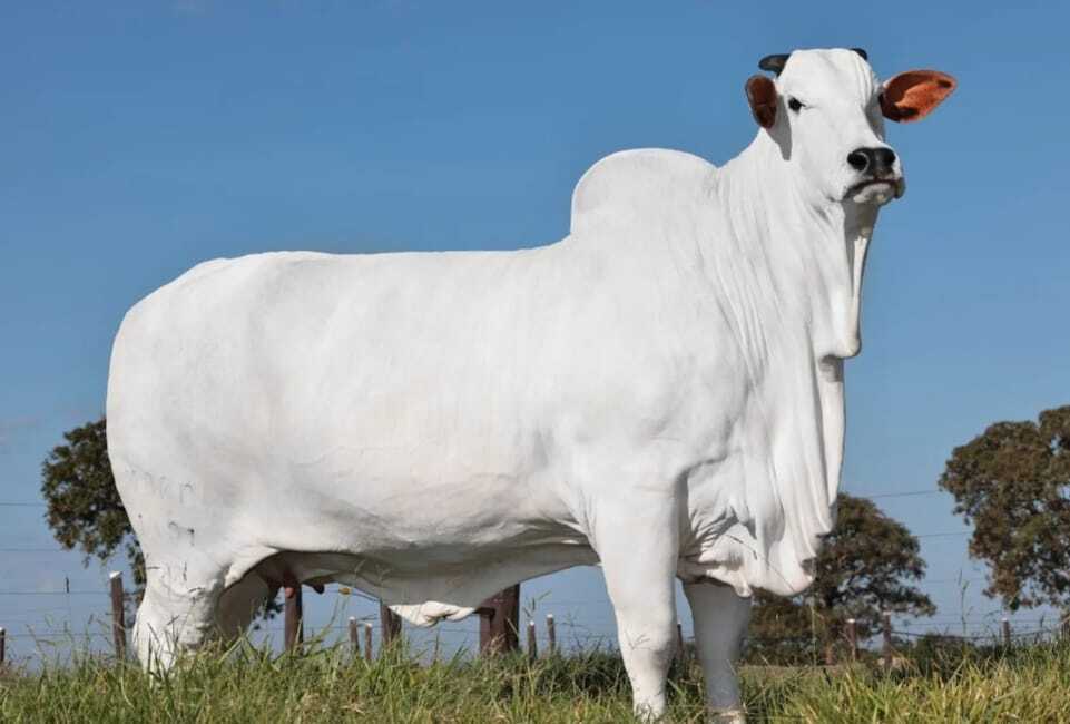 Sapi Bukan Sembarang Sapi! Sapi Termahal di Dunia Ini Dijual dengan Harga NT$130 Juta, Gen Supernya Bahkan Diekspor ke Seluruh Dunia