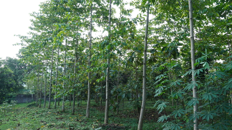 Apa & Siapa - 2025-01-08