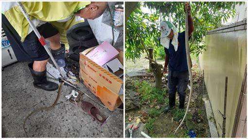 “Sarang Ular” di Tainan Terungkap! Pria Ini Tangkap 10 Ular dalam Sebulan, Satu Kejadian Mengejutkannya: Ular Benar-benar Memiliki Insting