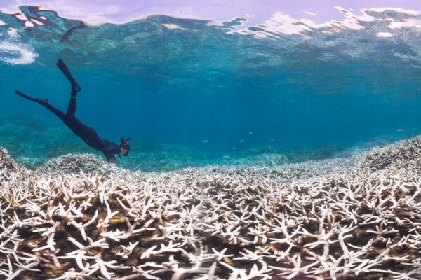 Humantek 250724: Penggunaan Sunscreen Sebabkan Terumbu Karang Rusak?