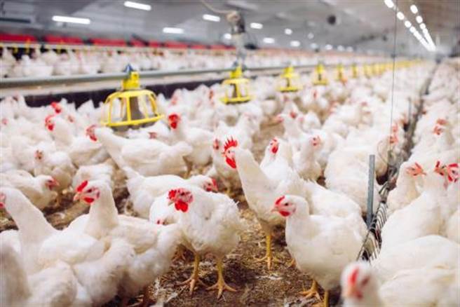 Hujan Deras di Changhua Rugikan Peternakan Ayam, 50.000 Ekor Ayam di Erlin Tewas, Gambar Kondisi Peternakan Mengenaskan Terungkap,