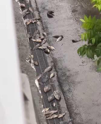 Banjir di Kaohsiung Surut, Ratusan Ikan Muncul ke Permukaan, Warga Diimbau Segera Memungut: Jika Dibiarkan, Maka Dampaknya Akan Mengerikan