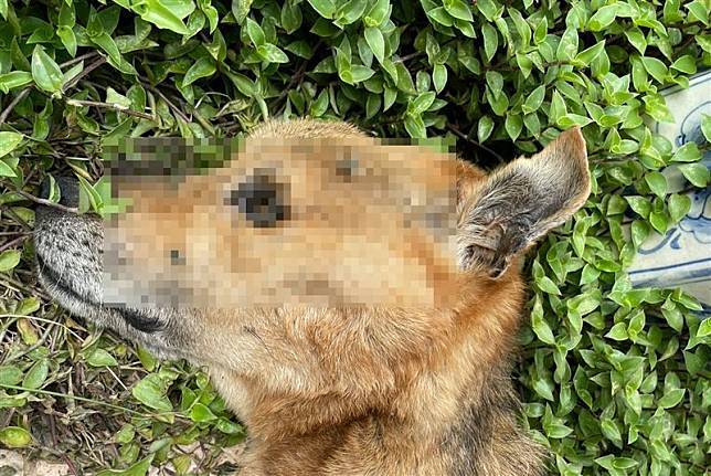 Pergi ke LN Selama 3 Minggu, Membiarkan Hewan Peliharaannya Mati Membusuk dan Dipenuhi Belatung, Sang Pemilik Dikenakan Sanksi Denda NT$15.000