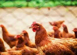 Gara-gara “Duluan Mana Ayam atau Telur?”, Pria Ini Tikam Teman hingga Tewas dengan 15 Tikaman!
