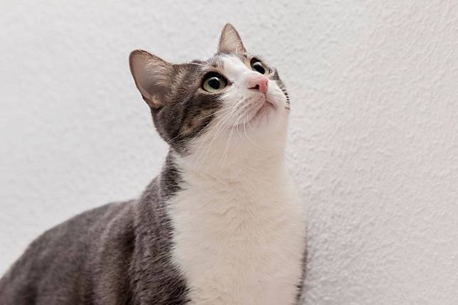 Perhatian Bagi Para Pencinta Kucing di Taiwan! Mulai Agustus Tahun Depan, Kucing Peliharaan Wajib Diregistrasi, Pelanggar akan Dikenakan Sanksi