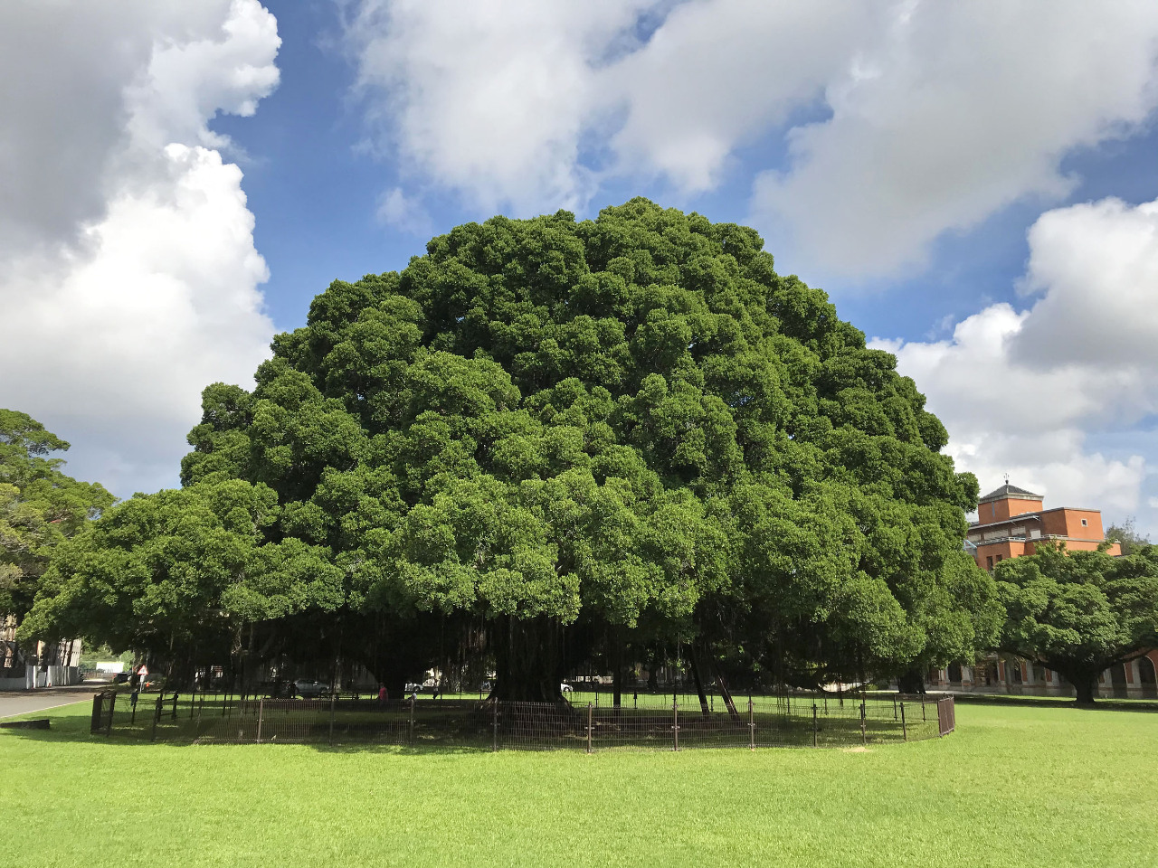 Belasan Burung Tiba-tiba Menabrak Kaca Jendela Lalu Tewas di Gedung Kampus di Tainan, Pakar Coba Jelaskan Penyebabnya