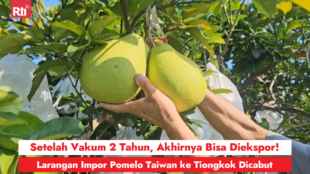 Setelah Vakum 2 Tahun, Akhirnya Bisa Diekspor! Larangan Impor Pomelo Taiwan ke Tiongkok Dicabut