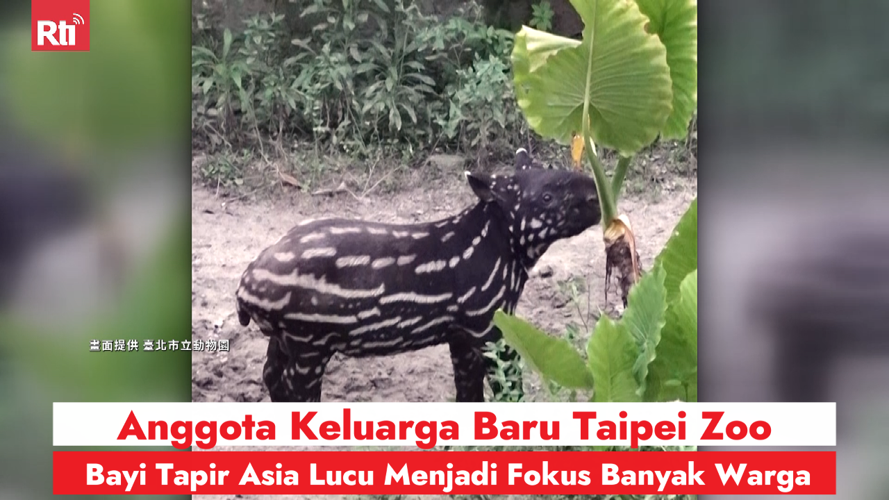 Anggota Keluarga Baru Taipei Zoo, Bayi Tapir Asia Lucu Menjadi Fokus Banyak Warga