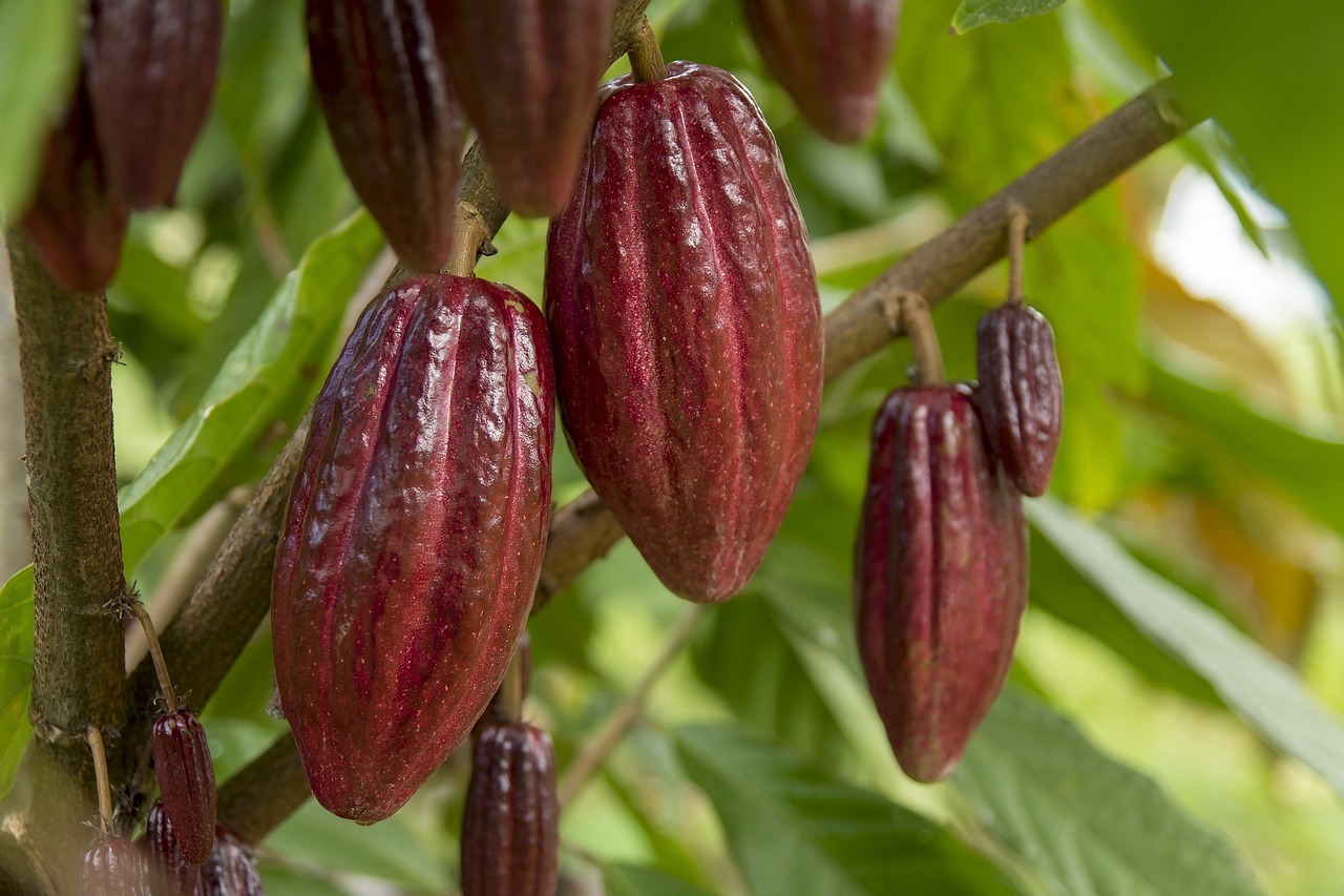 Krisis Pasokan Cokelat Global, Ghana Menaikan 45% Harga Komoditas Untuk Berantas Penyelundupan