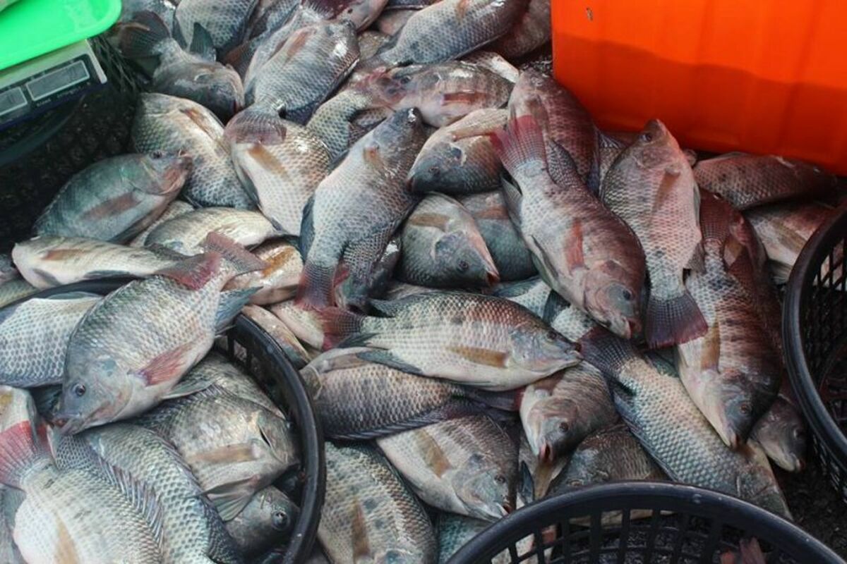 “Mengapa Orang Taiwan Tidak Suka Makan Ikan Air Tawar”, Netizen Indonesia Ungkap Alasannya, Memicu Perdebatan Hangat di Media Lokal