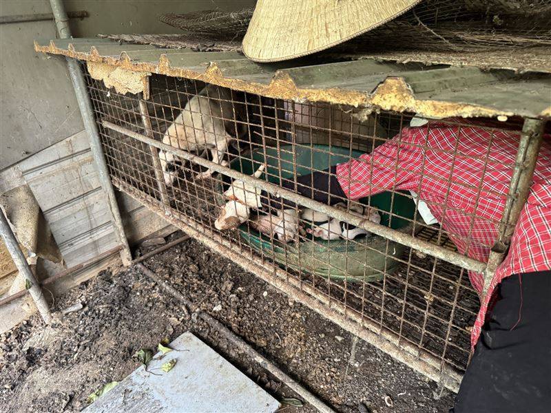 Wanita Asing di Taoyuan Diduga Menjual Daging Anjing, Bahkan Tersohor Hingga 